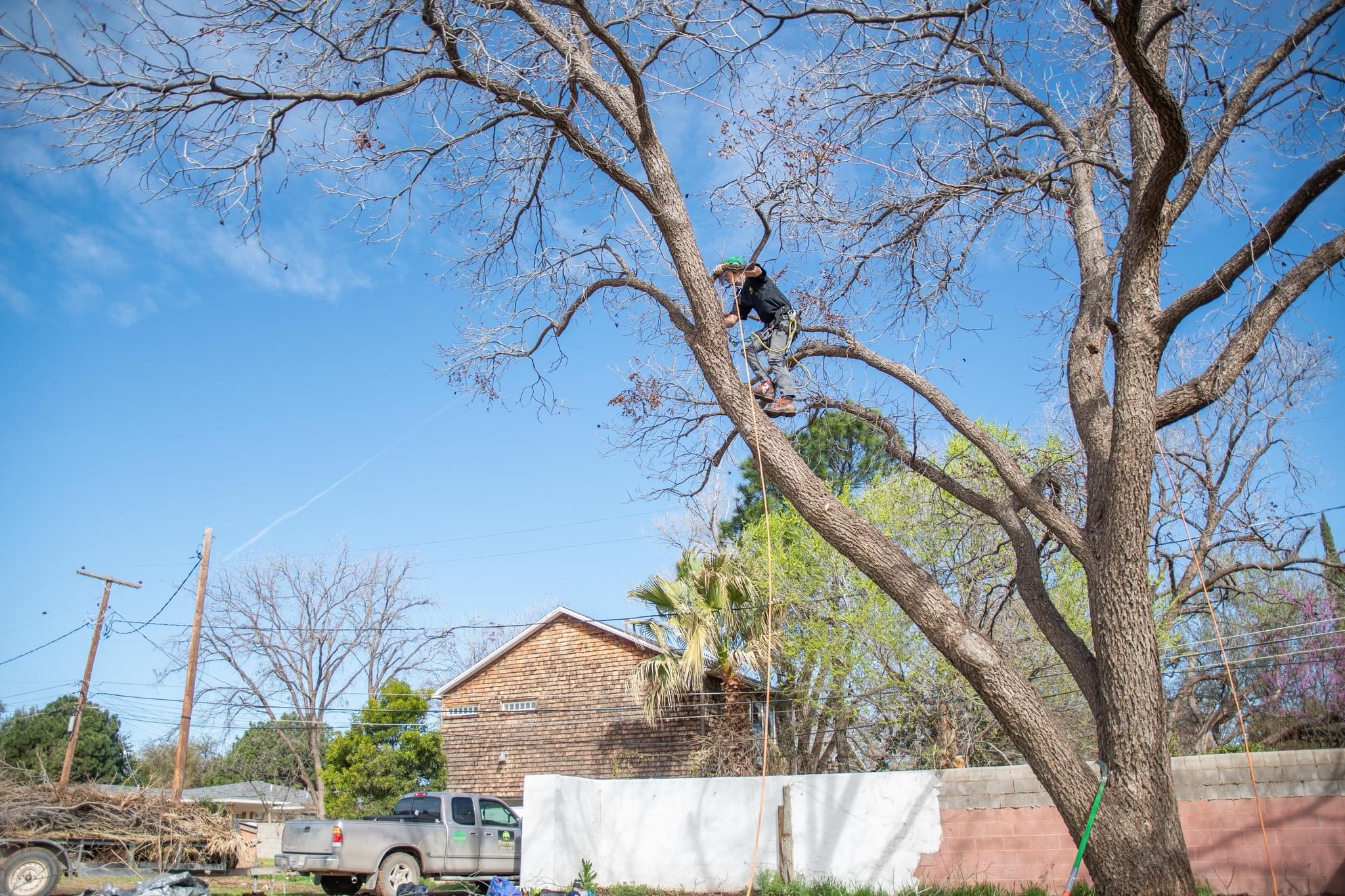 Tree removal is sometimes necessary. Trust the experts at Eternal Tree & Landscape.