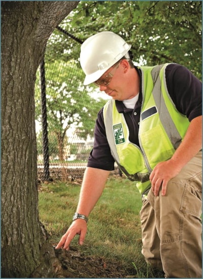 Examining the root of the problem, a Certified Arborist can create a detailed health care plan for your trees.