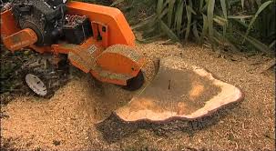 Stump grinding is necessary when removing trees.