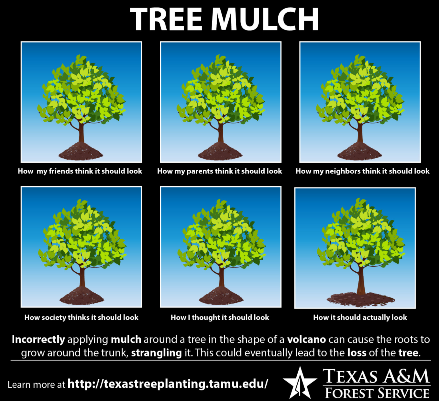 Proper tree mulching can enhance the overall health of your tree.