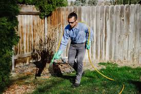 Residential lawn pest control services in West Texas.